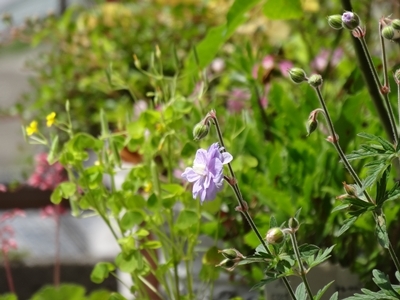 サマースカイズ開花♡ : 静かに過ごす部屋 サマースカイズ開花♡ : 静かに過ごす部屋