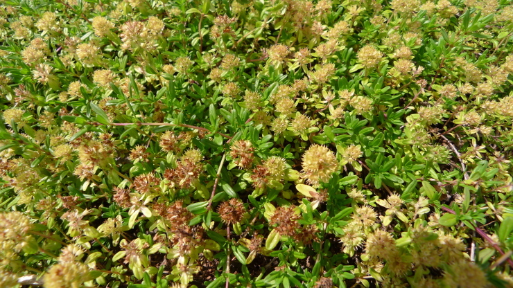 c0212083_17094629.jpg