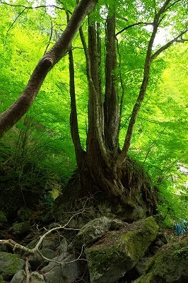 c0324983_22125371.jpg