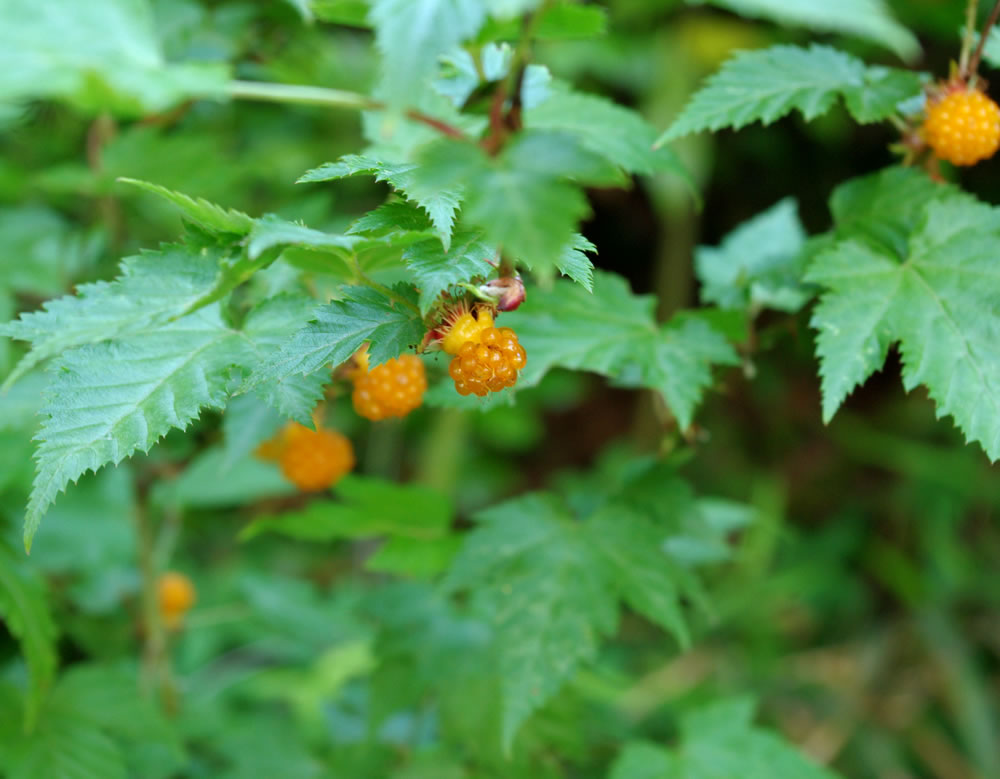 b0123486_1924915.jpg