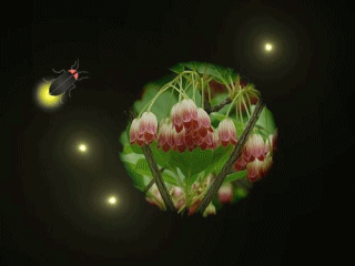 f0357487_23454053.gif