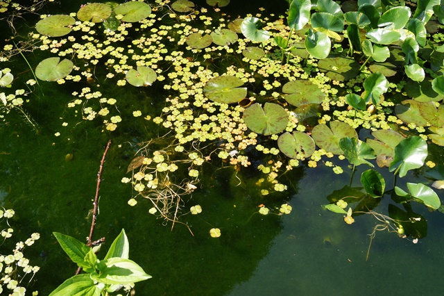 藤田八束の素敵なバラ園ご紹介:兵庫県西宮市・ 北山緑化植物園の春・バラが咲いた美しい北山緑化植物園_d0181492_2140615.jpg