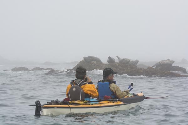 えりも岬にカヤックでアザラシを見に行くツアー_d0198793_16333955.jpg