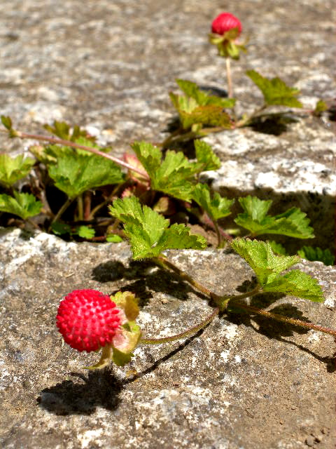 a0199297_1048985.jpg