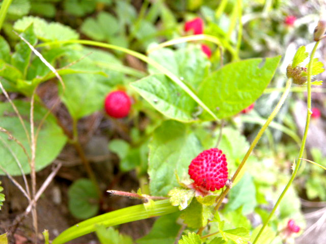 a0199297_10592840.jpg