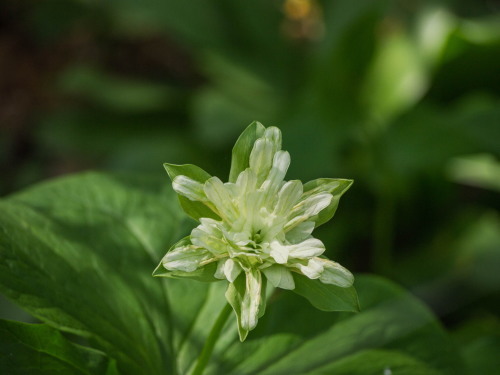 今年で7年目・・「奇形のオオバナノエンレイソウ」が咲いています。_f0276498_23040350.jpg