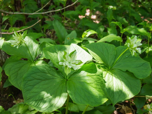 今年で7年目・・「奇形のオオバナノエンレイソウ」が咲いています。_f0276498_23055324.jpg
