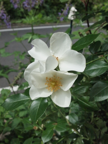 たまには書こう自分の庭　満開だよぉ～！！_b0331802_22061014.jpg