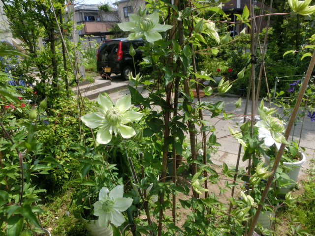 a0203003_9573756.jpg