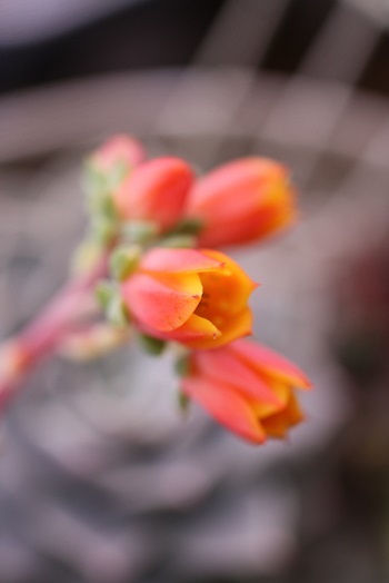 多肉の成長と紫陽花。。_c0178104_08402165.jpg