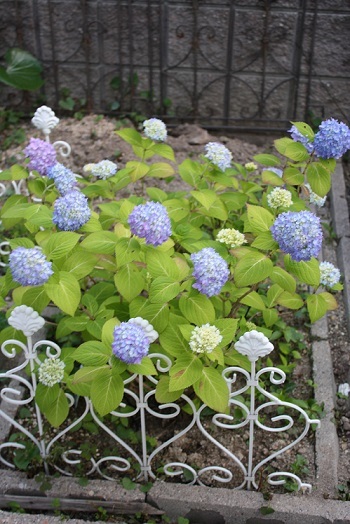 多肉の成長と紫陽花。。_c0178104_08482991.jpg