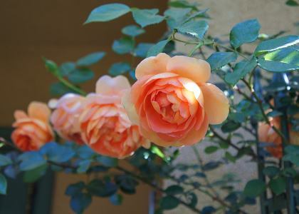 ウチの薔薇は…_f0065604_15075209.jpg