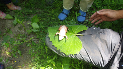 もりもり初夏の生き物観察_b0126307_14480214.jpg