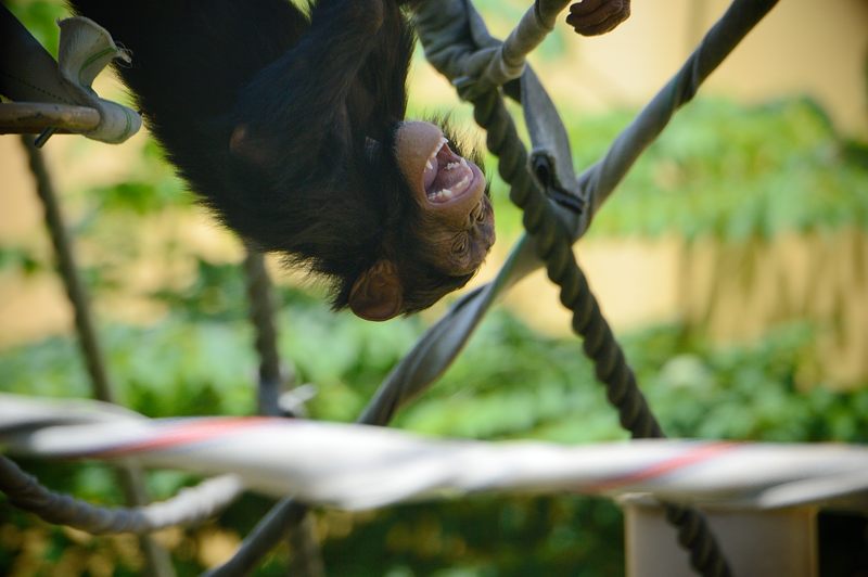 だらけた連中ばかり＠京都市動物園_f0032011_18262179.jpg