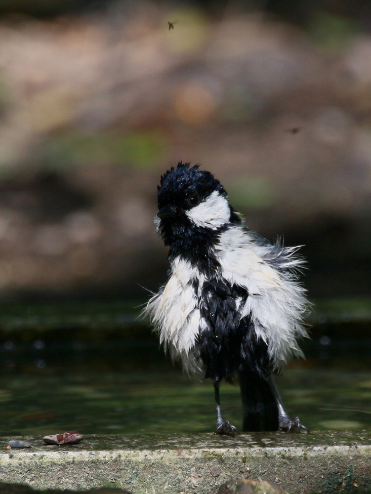 水場の鳥達（2015年5月26日）_f0235311_1959320.jpg