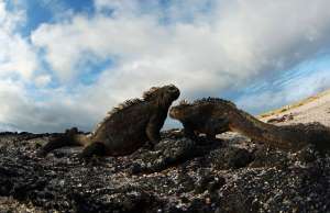 ガラパゴス諸島で噴火 ピンクイグアナが周辺に生息 風に聞け