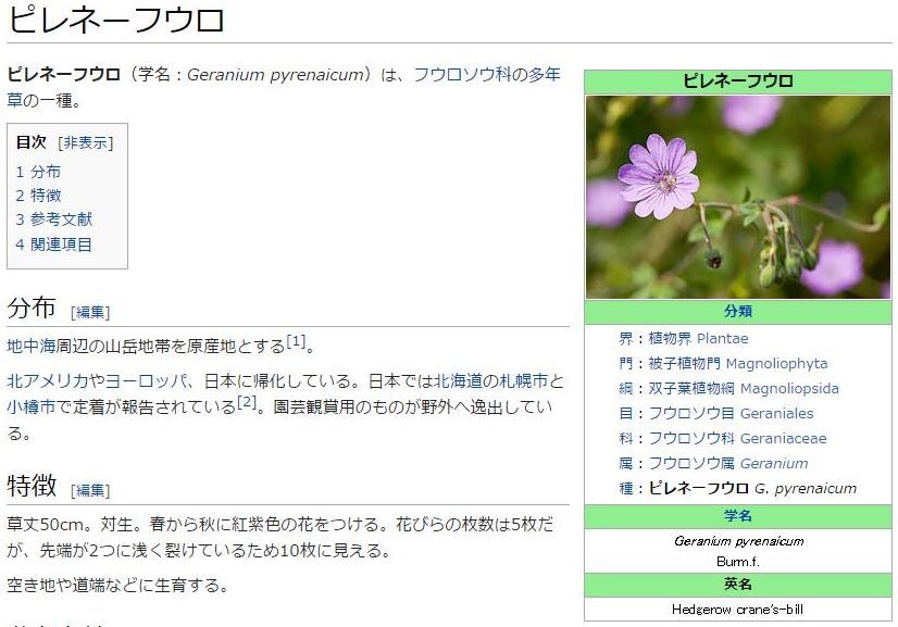 ハルザキヤマガラシとピレネーフウロ(?)_c0025115_19114758.jpg