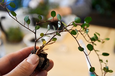 苔のテラリウム作り教室_d0263815_14393692.jpg