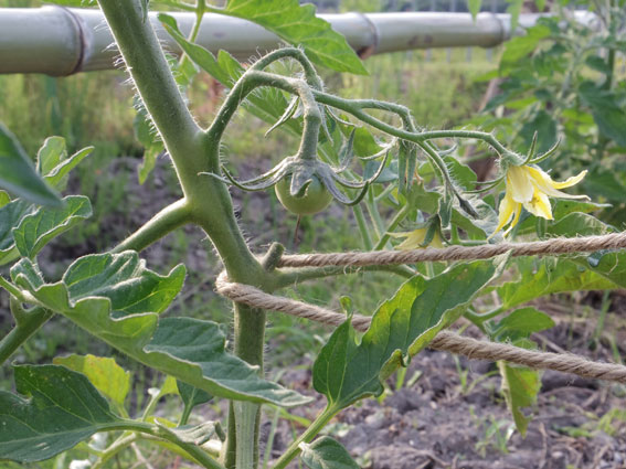 うちの家庭菜園とタケノコ。_e0015915_755755.jpg