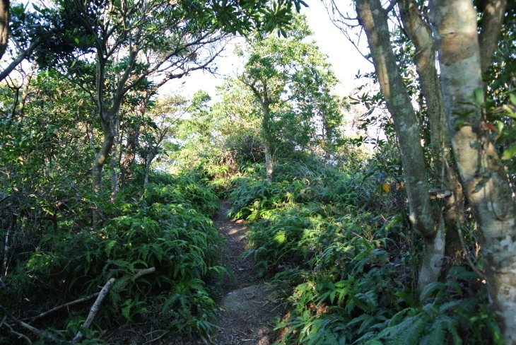 立石山(登山道)_b0291016_18342989.jpg