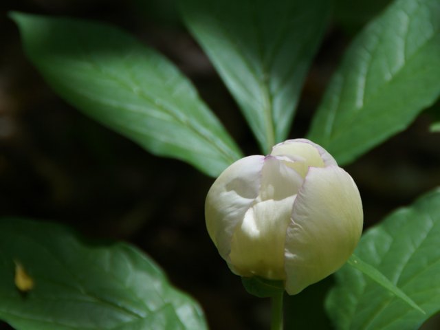 2015年5月26 日(火)　三角山 ヤマシャクヤク(山芍薬) _c0171816_20543384.jpg