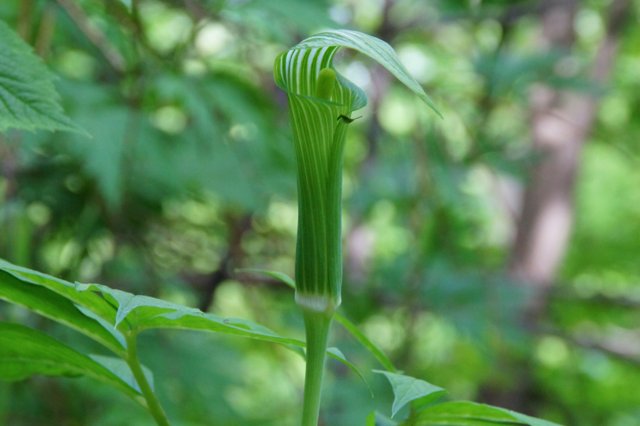 2015年5月26 日(火)　三角山 ヤマシャクヤク(山芍薬) _c0171816_210730.jpg