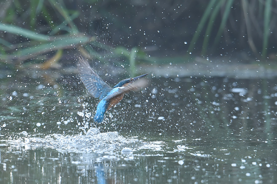 150526 ピラ池水物など_c0278820_1823377.jpg