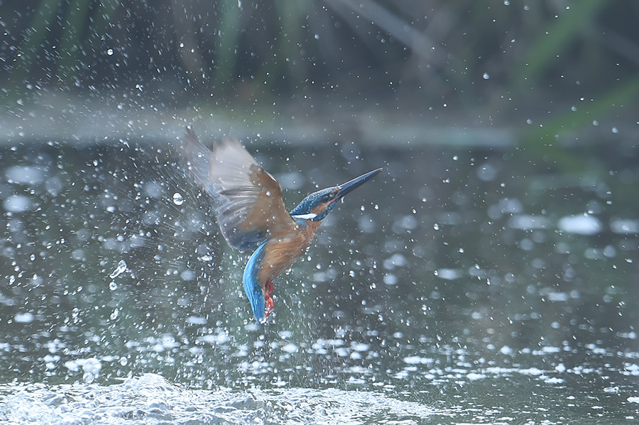 150526 ピラ池水物など_c0278820_184546.jpg