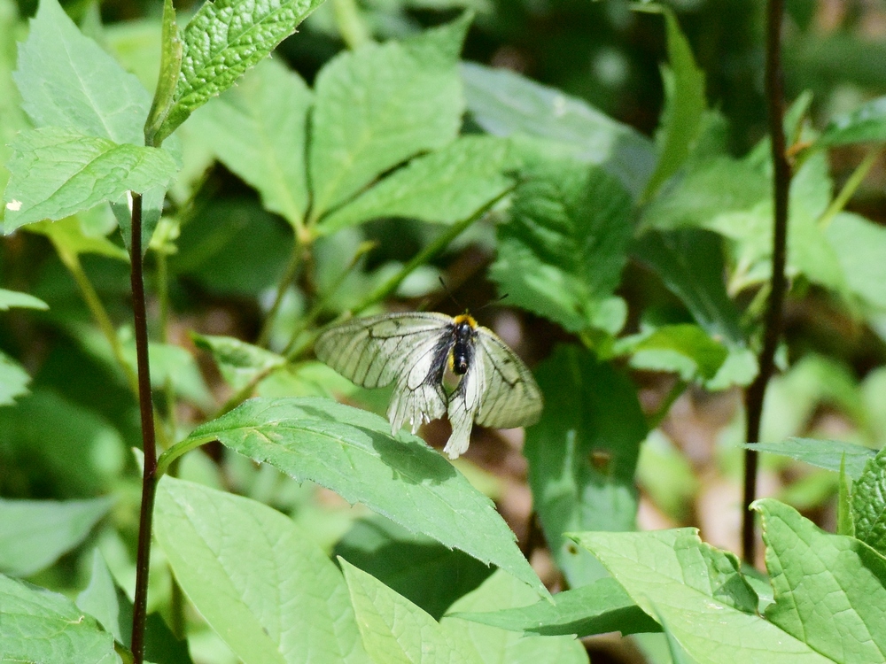 ウスバシロチョウが舞う・・・赤城自然園_a0031821_150557.jpg