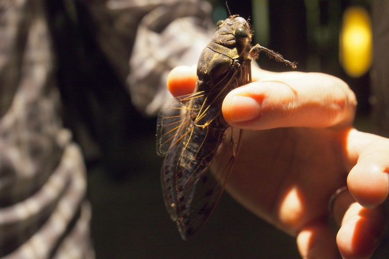 （１９）　クロテイオウゼミ / Bornean Empress Cicada_c0369423_0181864.jpg