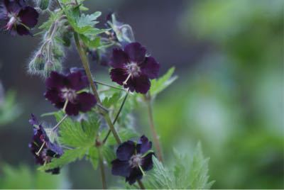 小さいお花のフウロソウ_f0170524_843556.jpg