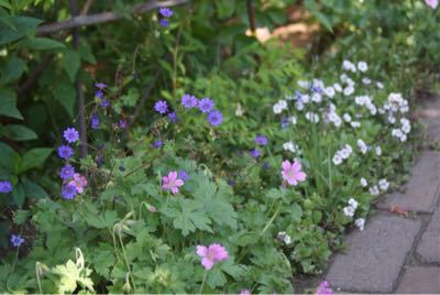 小さいお花のフウロソウ_f0170524_843557.jpg