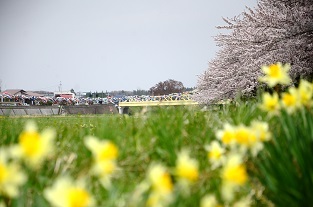 北上展勝地さくらまつり　岩手県北上市_c0299631_22121325.jpg