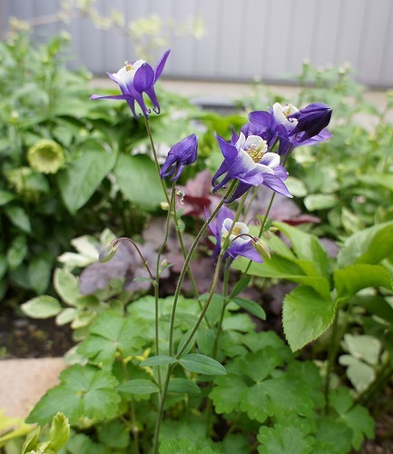 紫色の花たちと使い回しの寄せ植えふたつ : みどりに囲まれる幸せ 紫色の花たちと使い回しの寄せ植えふたつ : みどりに囲まれる幸せ