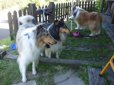 くじゅう花公園で犬吉撮影会♪_c0211540_22363842.jpg