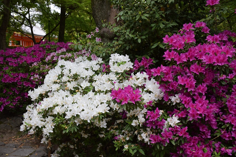 ツツジが満開『八坂神社』の5月の節句20150429_e0237645_1742424.jpg