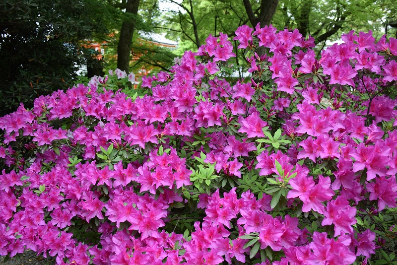 ツツジが満開『八坂神社』の5月の節句20150429_e0237645_1743554.jpg