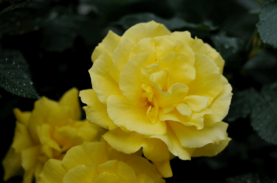 c0093046_6294795.gif