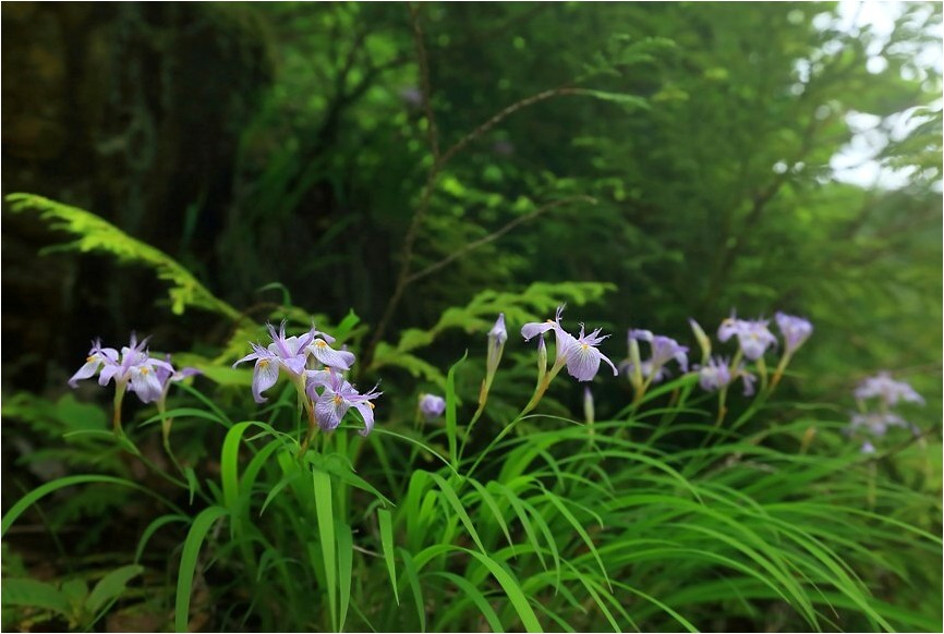 ヒメシャガ 野草風薫