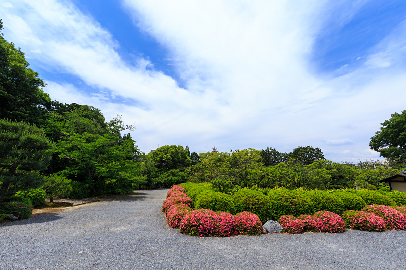 隨心院・花＊花（桜～サツキ）_f0155048_040246.jpg