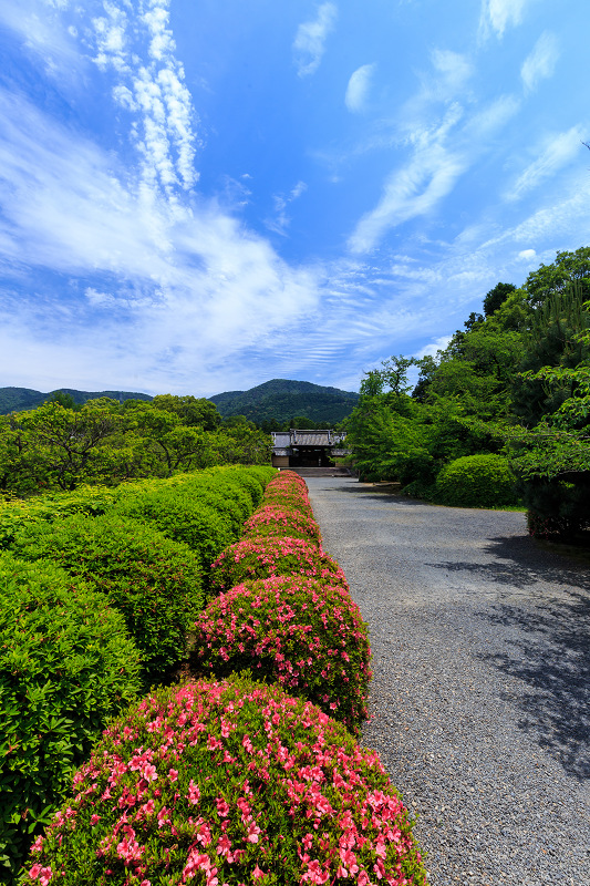 隨心院・花＊花（桜～サツキ）_f0155048_0405270.jpg