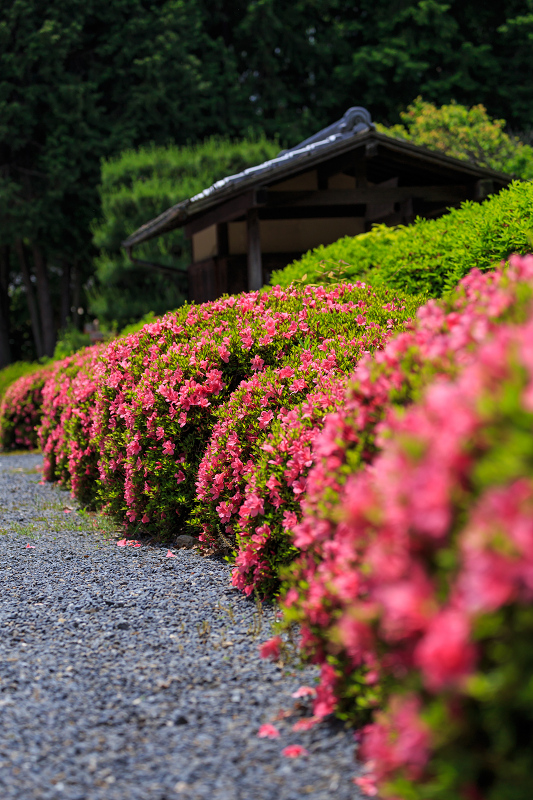 隨心院・花＊花（桜～サツキ）_f0155048_041499.jpg