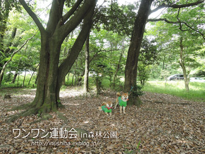 ワンワン運動会-18th-@愛知県森林公園_a0286855_1011775.jpg