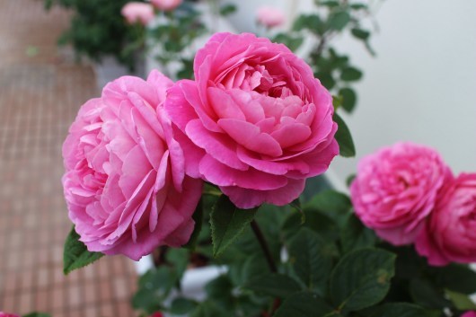 フラゴナール のその後 La Rose 薔薇の庭