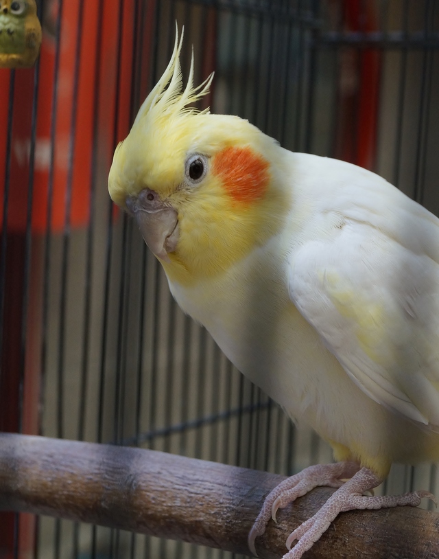 老舗豚饅屋さんの看板鳥　オカメインコのふくちゃん_b0063958_21544168.jpg