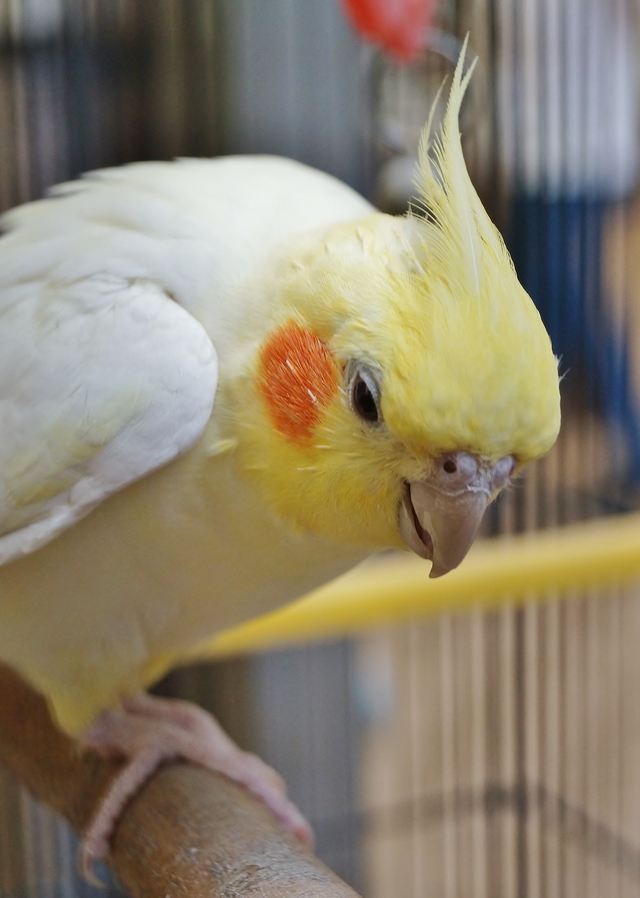 老舗豚饅屋さんの看板鳥　オカメインコのふくちゃん_b0063958_215565.jpg