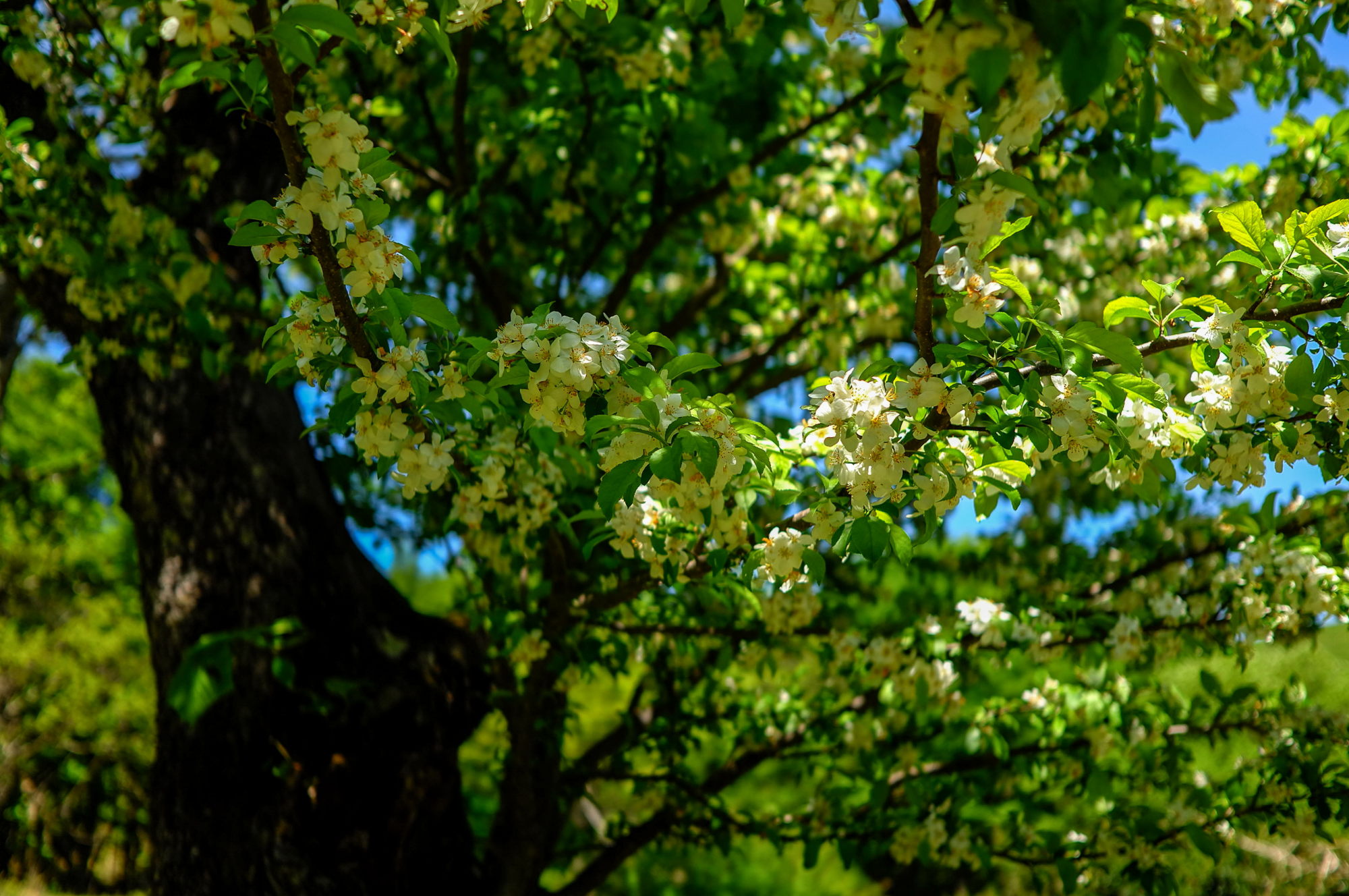 毛無山の花々・続き_e0015567_18253535.jpg