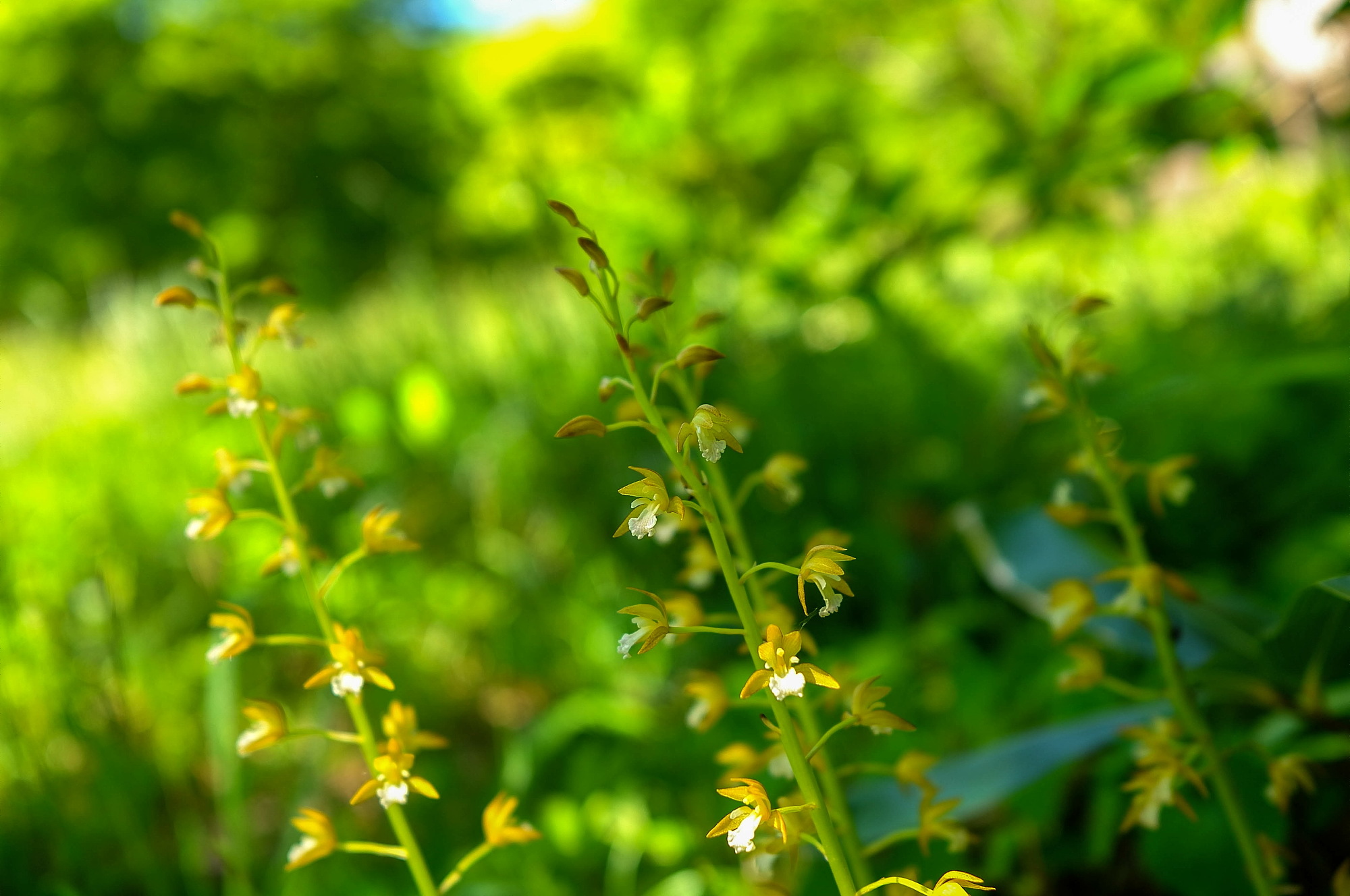 毛無山の花々・続き_e0015567_1827465.jpg