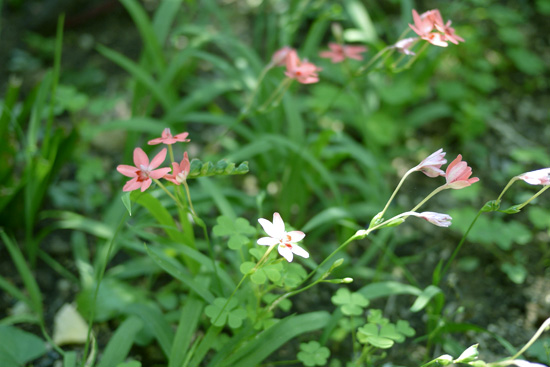 だいぶ花がすくなくなった　　2015.5.26_e0172372_1039299.jpg