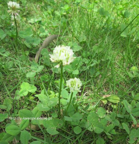 5.29　山菜むすびのおむすびお弁当と命日_e0274872_03332332.jpg